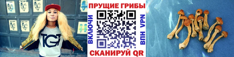 Галлюциногенные грибы прущие грибы  Малмыж 